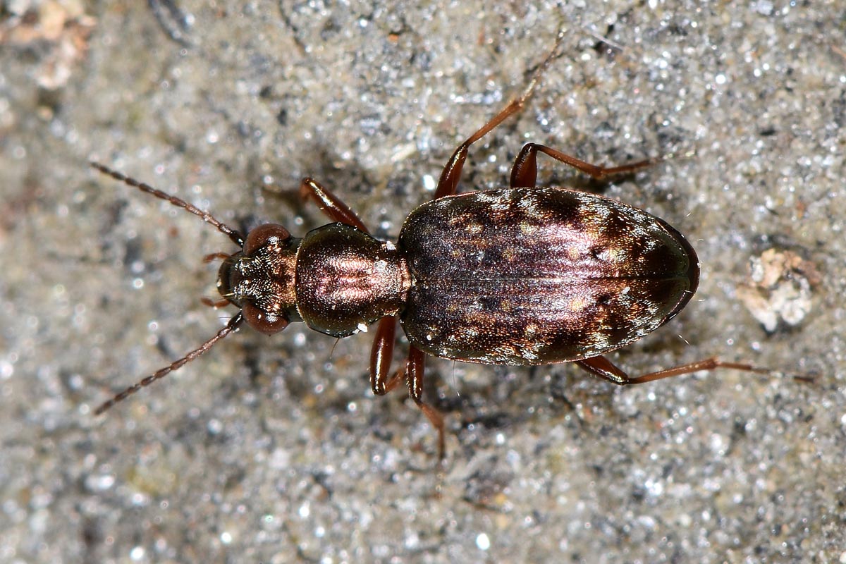 Avigliana, Lungo Dora: Carabidae lungo il fiume.